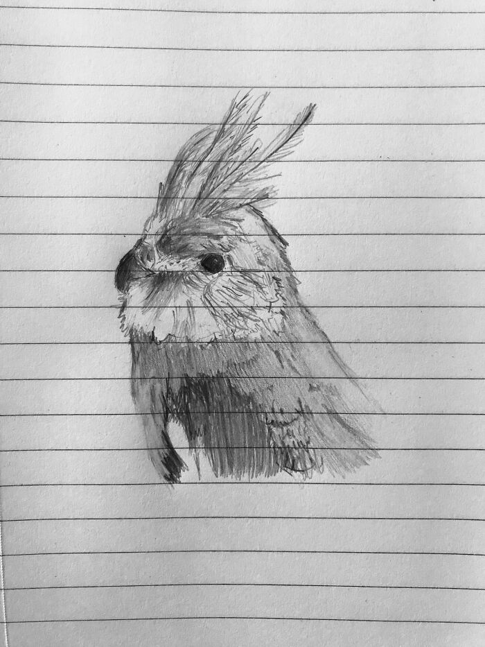 Cockatiel In Pencil