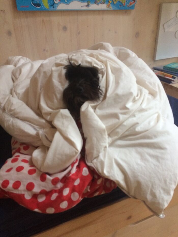 I Wrapped My Dog Into My Blankets Because He Wanted Tom Escape