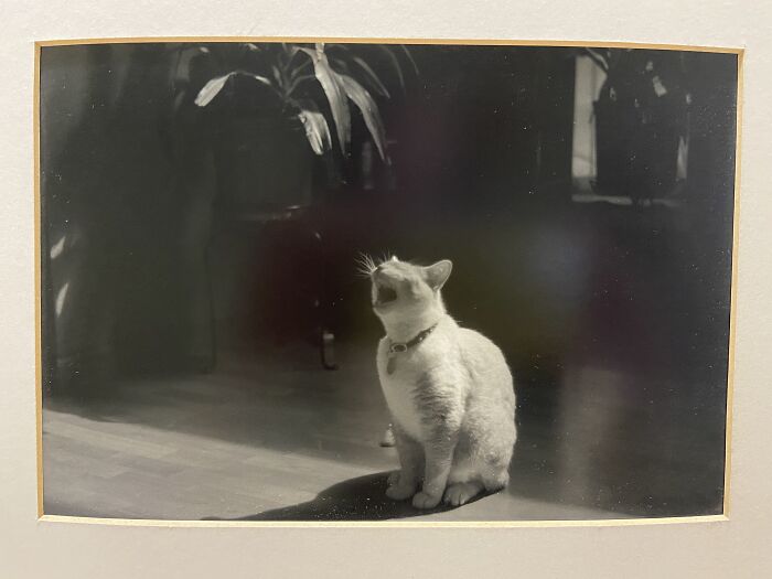 My Ex Took This Picture For His Black And White Photography Class Years Ago And It's Still My Favorite Picture Of Hamlet.