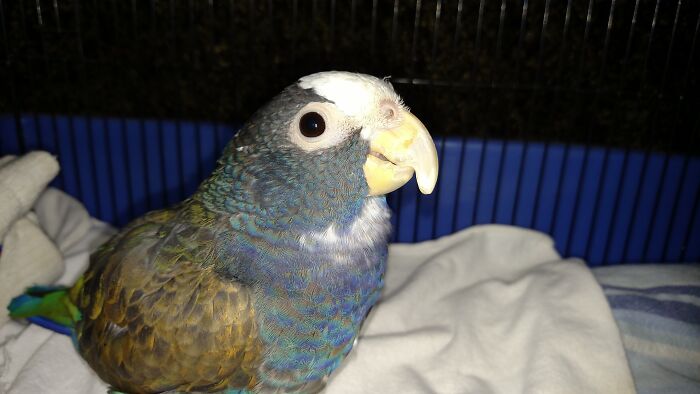 Gizmo The Differently-Abled White-Capped Pionus