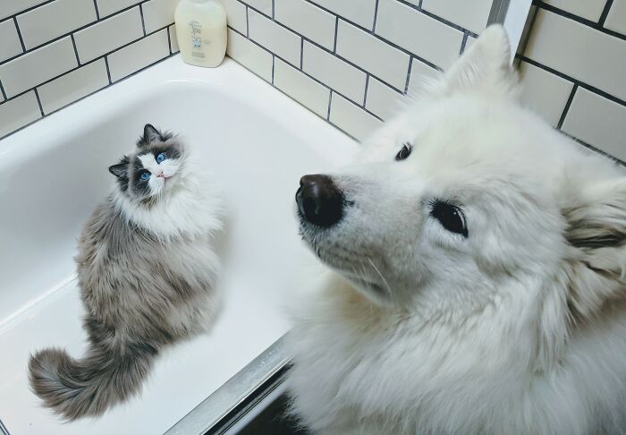 Cooper The Samoyed And His Little Sister Sophie