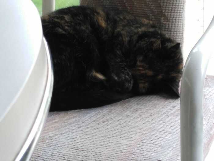 It's A Little Hard To Tell Because Of Her Coloring, But Lola Sleeps With A Paw On Too If Her Nose