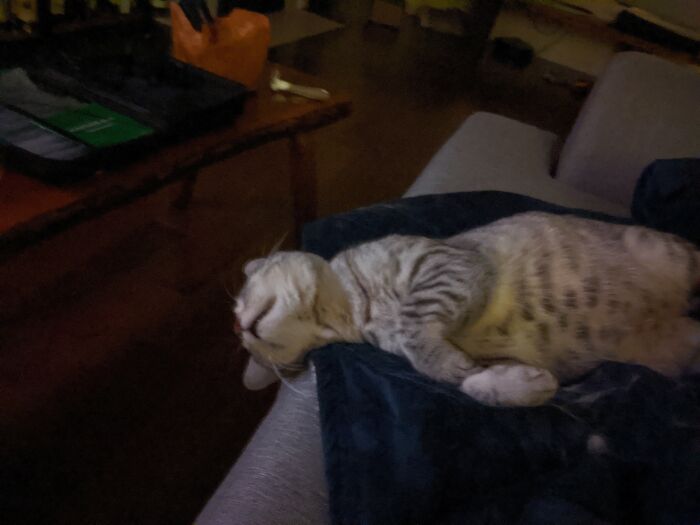 My Cat Fell Asleep Close To The Edge Of The Couch And His Head Fell Off The Side.