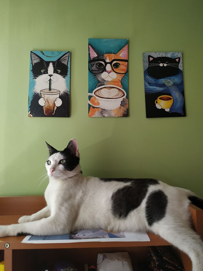 Miro The Survivor Kitten