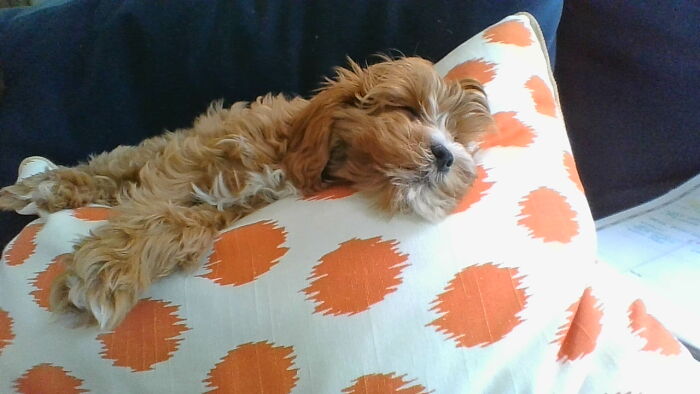 Our Sweet Dog That Made Us Laugh And Smile. She Is A 2020 Puppy And Is Going To Be Really Sad When Everything Goes Back To Normal.