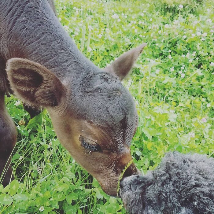 Cricket, My Bottle Calf. He Was Born To A Teenage Mom Who Couldn't Feed Him. He Almost Died Twice, First At Birth And Later With Pneumonia. He's A Tough Little Guy!
