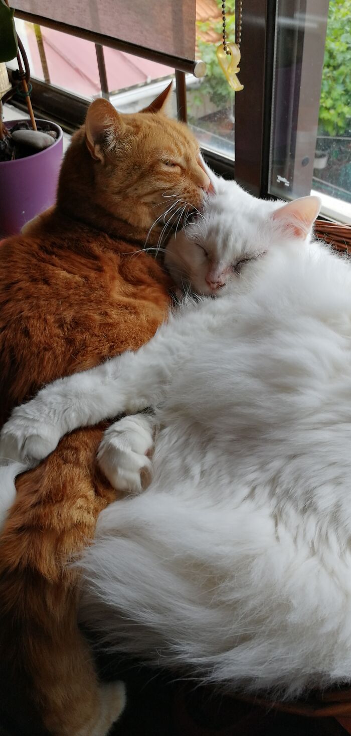 Like An Old Married Couple, Always Bickering, But When Napping Time Comes...