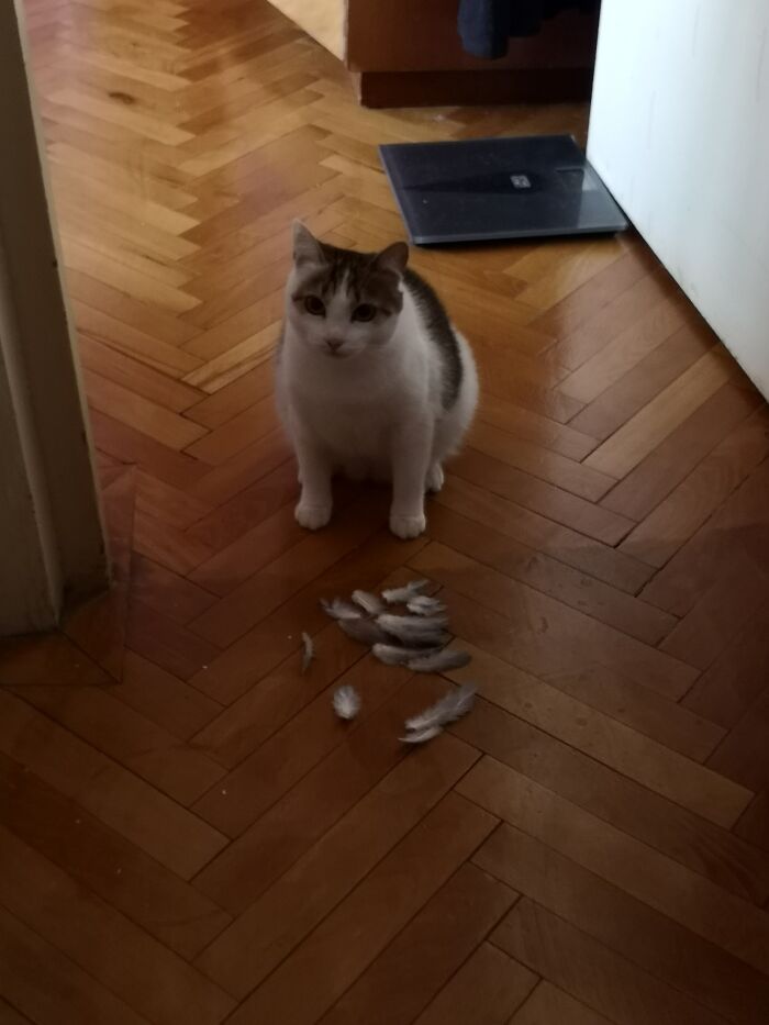 A Pigeon Flew In The Bathroom. Somewhere There Is A Partly Bald Pidgeon