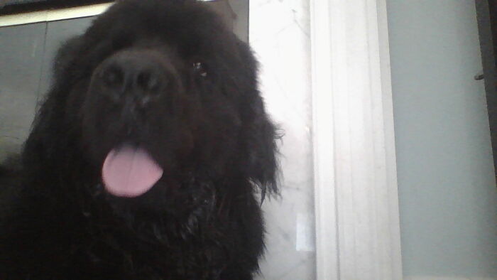 He Hates Cooperating But Here He Is His Name Is Gucci (That's Why I Will Never Let The Kids Name The Dog Ever Again).