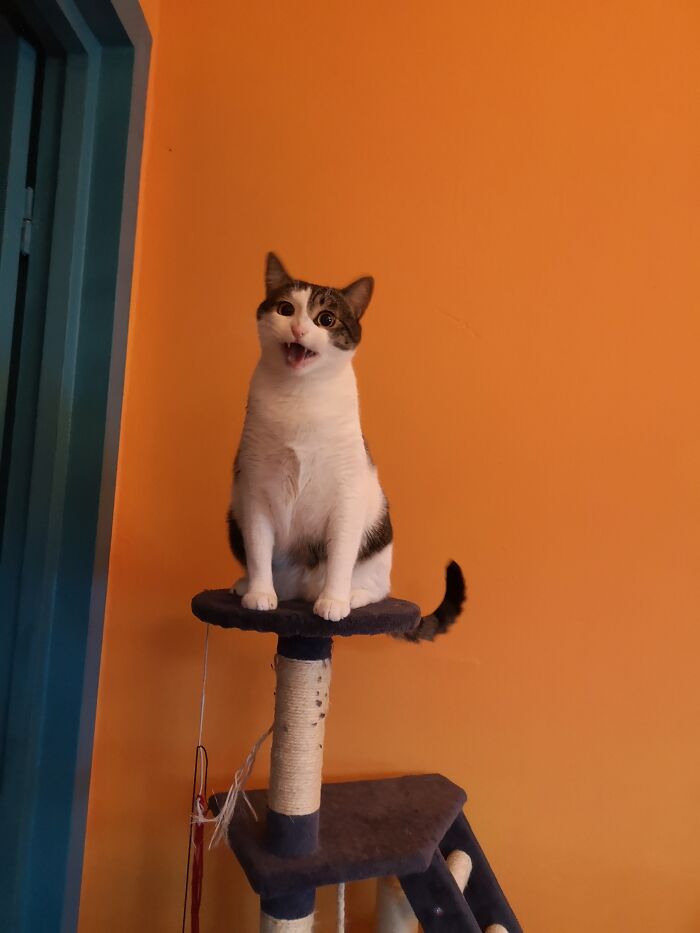 Furfur Always Screams For Attention