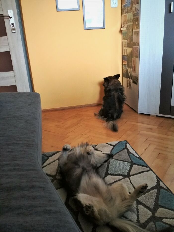 My Dog (In The Foreground) Didn't Let My Other Dog (In The Background) To Come Up To Me, Because He's So Bossy And Jealous