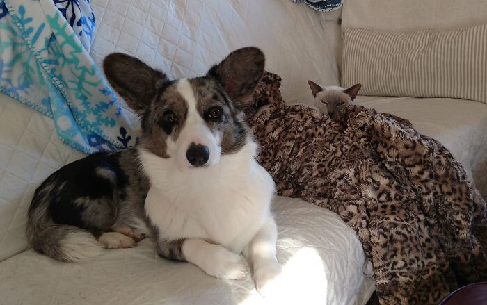 My Cardigan Welsh Corgi, Liv Tyler, And Her Older Sister, Thai Cat Izumi Squishbeans