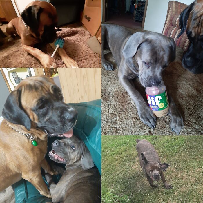 Bynx + Bals = Double Trouble And Never A Dull Moment.