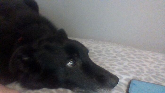 Dexter With His Christmas Collar