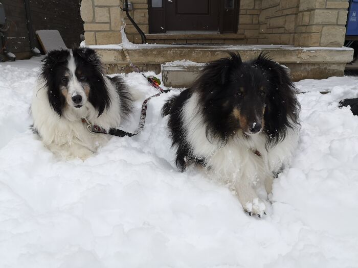 Sky (Left) And Finnick (Right)