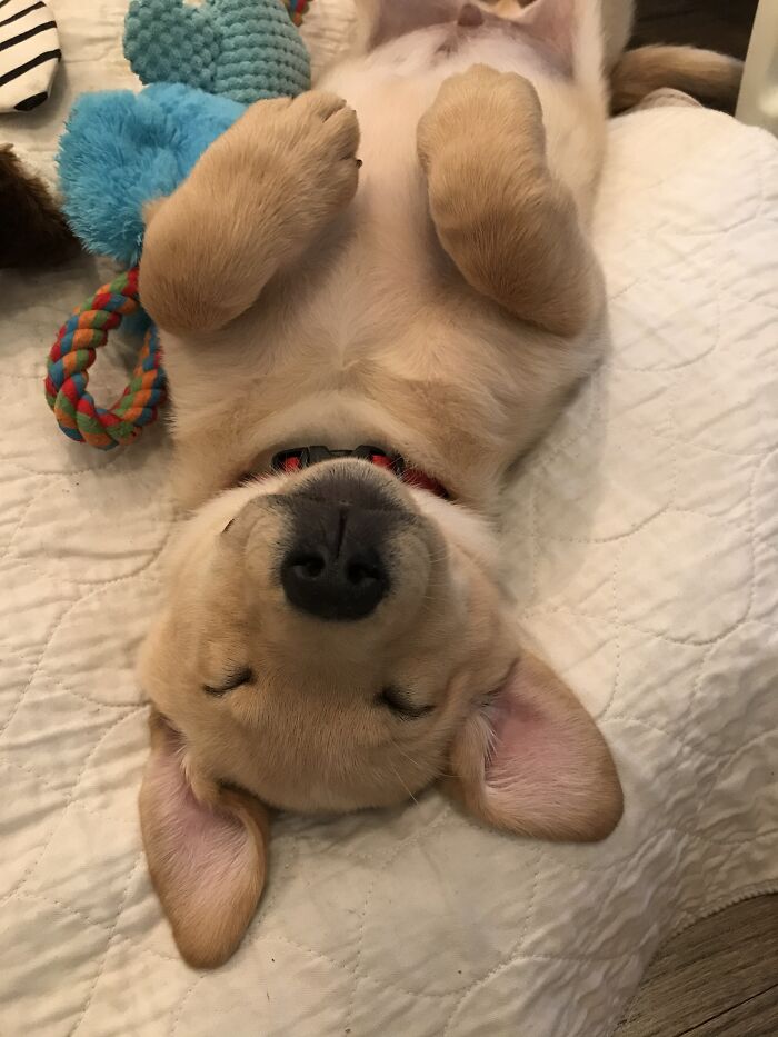 This Is My Puppers. It Is The Usual Position