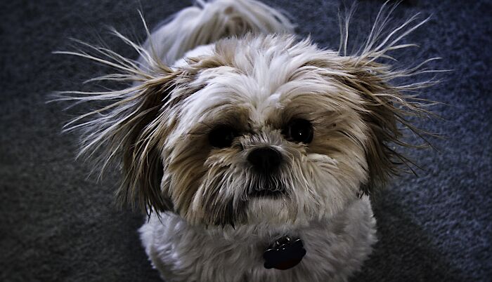 Riley's Bad Hair Day