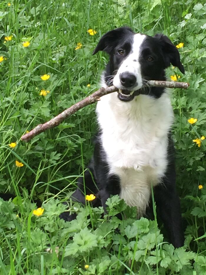 My Buddy In The Buttercups. Shilo In His Happy Place Up In The Woods Where We Live.