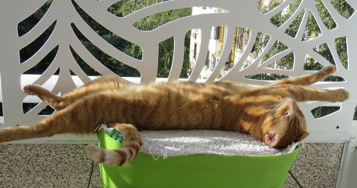 I Always Wonder How He Doesn't Fall