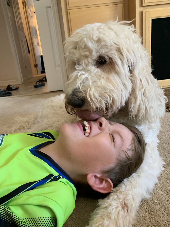 This Is Daisy, One Of Our 6yo Golden Doodle Girls