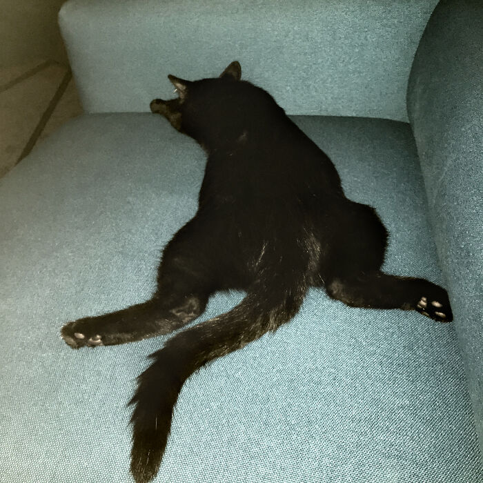 That's How He Sleeps. Without Any Grace. But We Love That Little Crazy Blackie