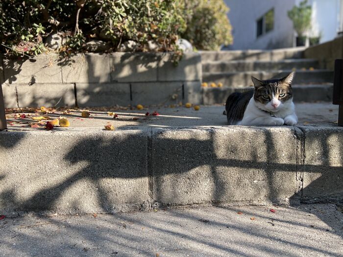 Meet China, The Kleptomaniac Cat Who Steals Stuff From Neighbors And Brings These 'Gifts' To Her Owners Meet China, The Kleptomaniac Cat Who Steals Stuff From Neighbors And Brings These 'Gifts' To Her Owners