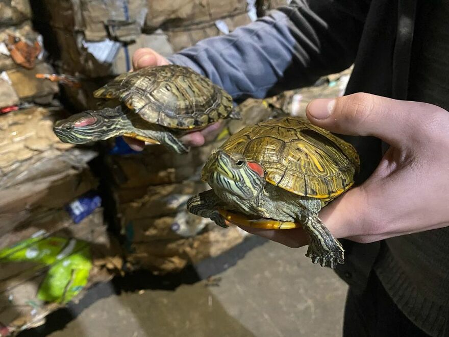 Worker Rescues Cat In A Bag Only Seconds Away From It Being Crushed By Garbage Machine