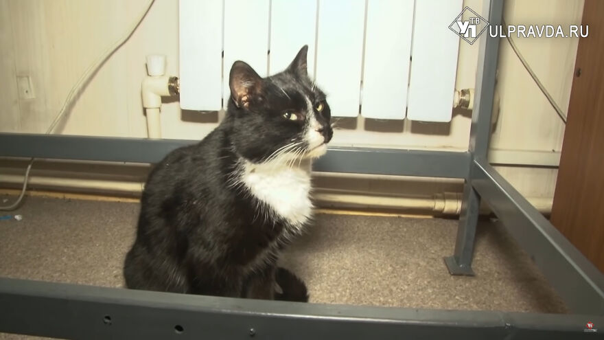 Worker Rescues Cat In A Bag Only Seconds Away From It Being Crushed By Garbage Machine