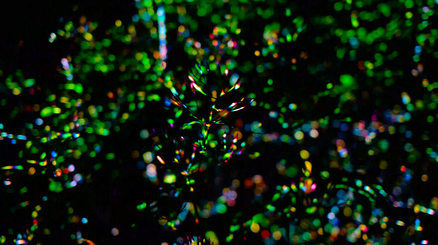 We Lit Up New Zealand Nature With Artificial Bioluminescence We Lit Up New Zealand Nature With Artificial Bioluminescence