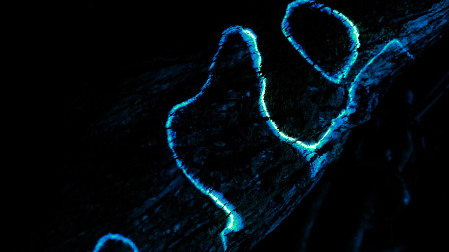 We Lit Up New Zealand Nature With Artificial Bioluminescence