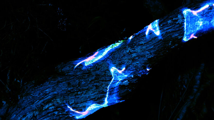 We Lit Up New Zealand Nature With Artificial Bioluminescence We Lit Up New Zealand Nature With Artificial Bioluminescence