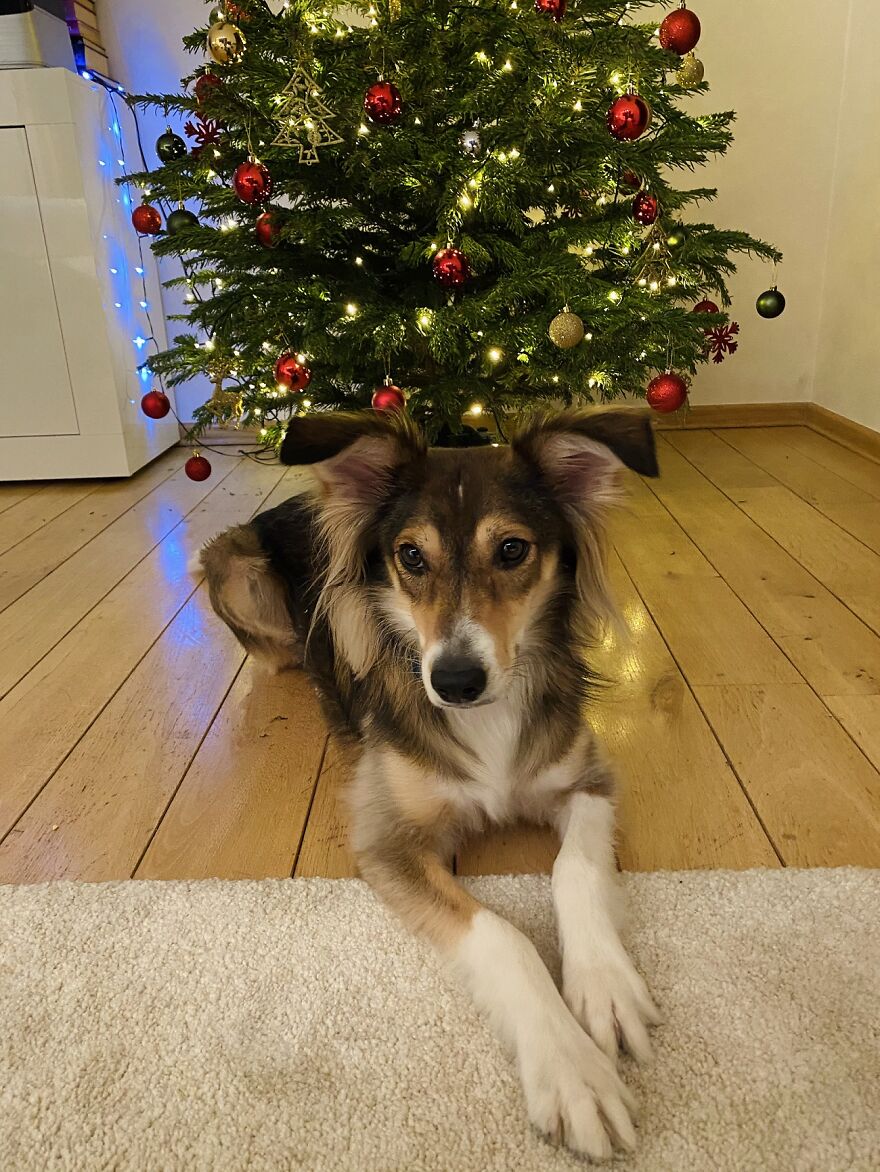 "Show Your Pets A Christmas Tree" Initiative Strives To Get As Many Food Donations As Possible "Show Your Pets A Christmas Tree" Initiative Strives To Get As Many Food Donations As Possible