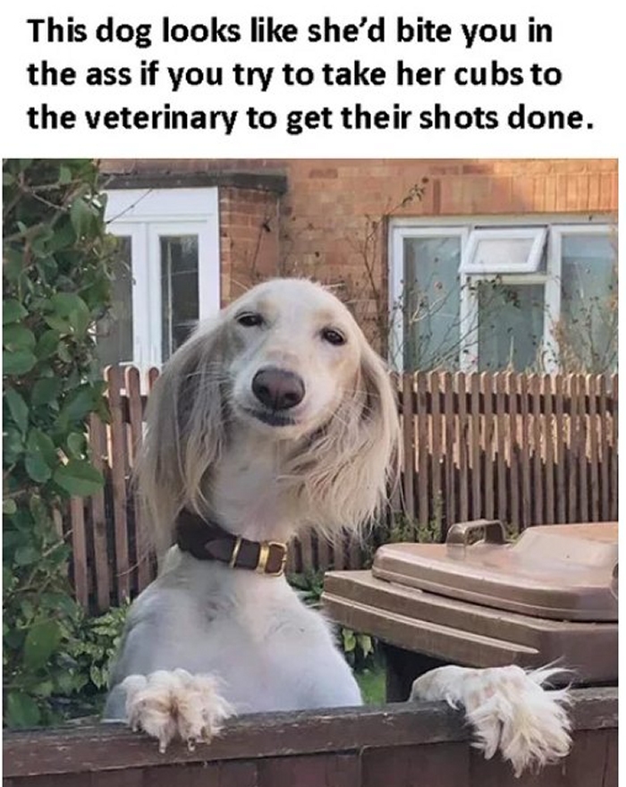 Even Dogs Have Karens.