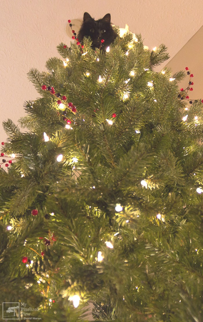 Quietly Passing Judgement On Your Gift Wrapping Skills