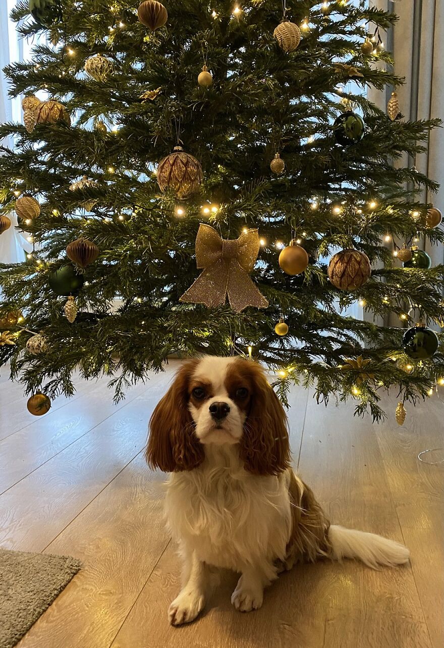 "Show Your Pets A Christmas Tree" Initiative Strives To Get As Many Food Donations As Possible "Show Your Pets A Christmas Tree" Initiative Strives To Get As Many Food Donations As Possible