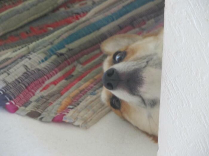 Bella, 10/10 Unimpressed With Mama Disturbing Her Slumber To Take A Photo