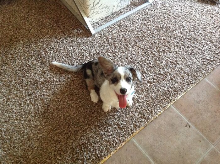 My Liv, Waiting For The Full Set Of Corgi Ears.