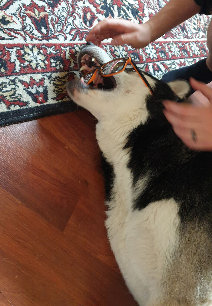 Putting Sunglasses On Loki Didn't Go So Well