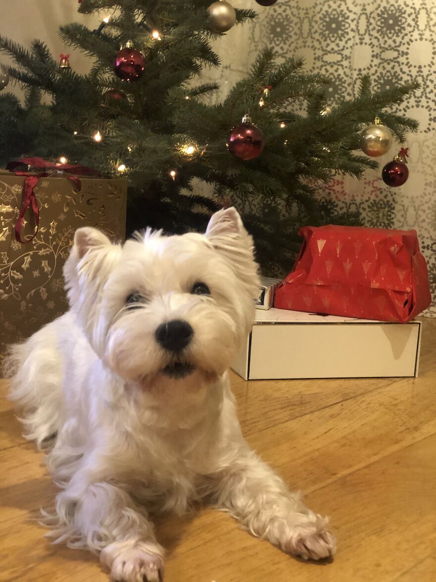 "Show Your Pets A Christmas Tree" Initiative Strives To Get As Many Food Donations As Possible "Show Your Pets A Christmas Tree" Initiative Strives To Get As Many Food Donations As Possible