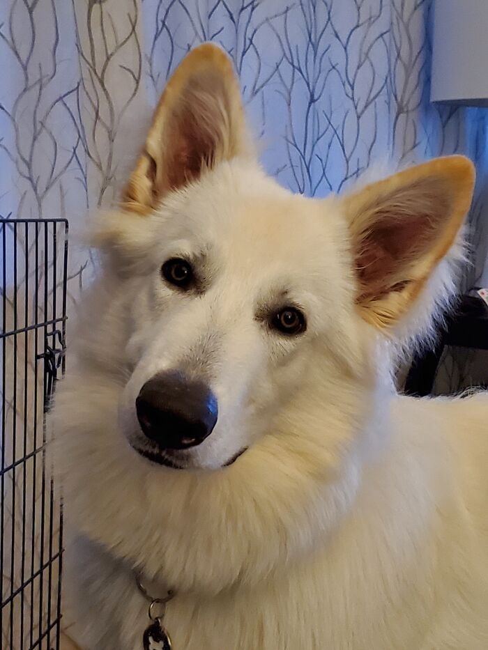 This Is My Lupo. I Have Given Him The Title Of "The Prettiest Pup In All The Land."