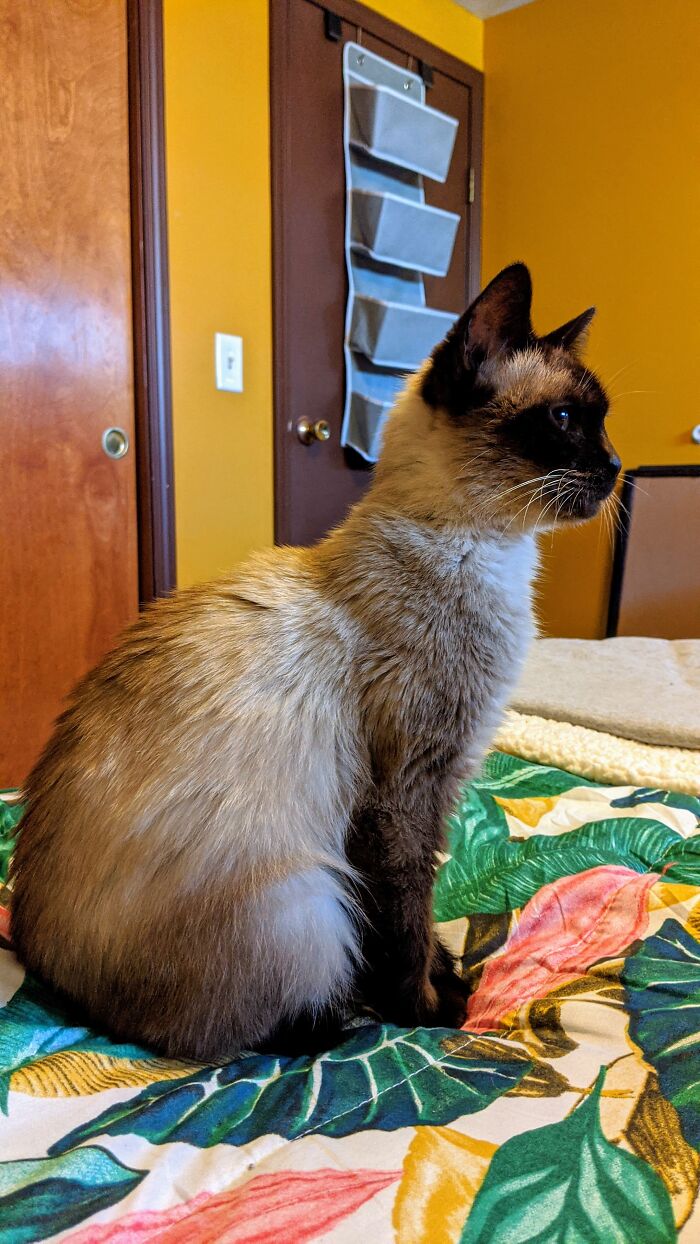 Margo The Destroyer Two Days After Adoption.