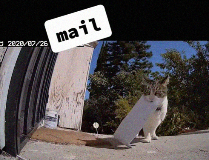 Meet China, The Kleptomaniac Cat Who Steals Stuff From Neighbors And Brings These 'Gifts' To Her Owners