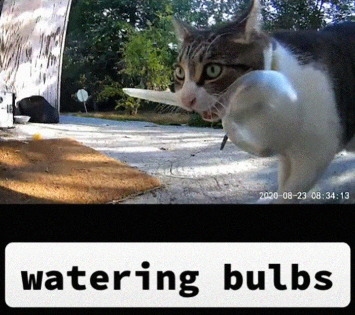 Meet China, The Kleptomaniac Cat Who Steals Stuff From Neighbors And Brings These 'Gifts' To Her Owners Meet China, The Kleptomaniac Cat Who Steals Stuff From Neighbors And Brings These 'Gifts' To Her Owners