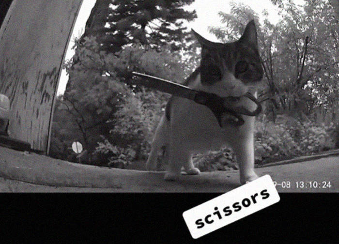 Meet China, The Kleptomaniac Cat Who Steals Stuff From Neighbors And Brings These 'Gifts' To Her Owners Meet China, The Kleptomaniac Cat Who Steals Stuff From Neighbors And Brings These 'Gifts' To Her Owners