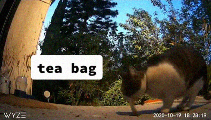 Meet China, The Kleptomaniac Cat Who Steals Stuff From Neighbors And Brings These 'Gifts' To Her Owners