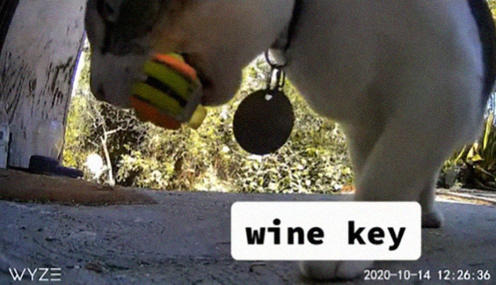 Meet China, The Kleptomaniac Cat Who Steals Stuff From Neighbors And Brings These 'Gifts' To Her Owners Meet China, The Kleptomaniac Cat Who Steals Stuff From Neighbors And Brings These 'Gifts' To Her Owners