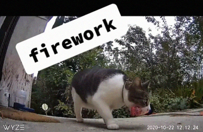 Meet China, The Kleptomaniac Cat Who Steals Stuff From Neighbors And Brings These 'Gifts' To Her Owners Meet China, The Kleptomaniac Cat Who Steals Stuff From Neighbors And Brings These 'Gifts' To Her Owners