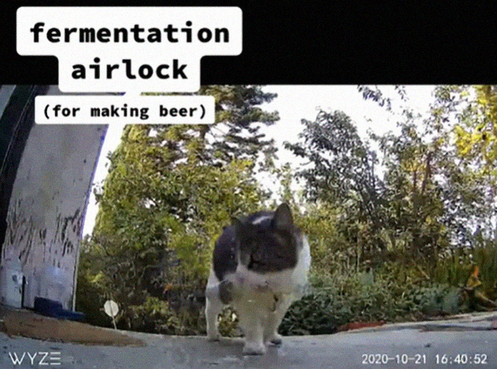 Meet China, The Kleptomaniac Cat Who Steals Stuff From Neighbors And Brings These 'Gifts' To Her Owners