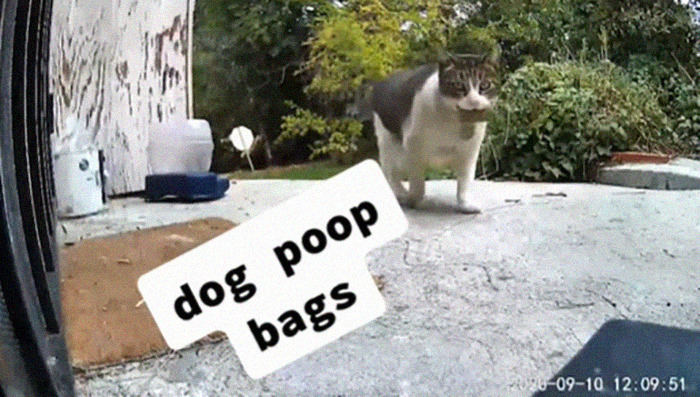 Meet China, The Kleptomaniac Cat Who Steals Stuff From Neighbors And Brings These 'Gifts' To Her Owners