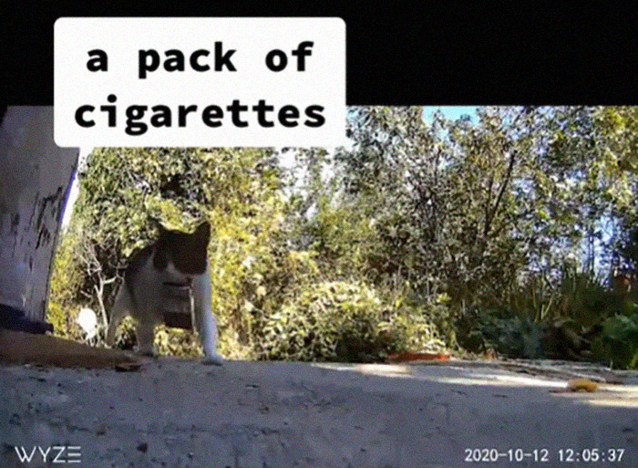 Meet China, The Kleptomaniac Cat Who Steals Stuff From Neighbors And Brings These 'Gifts' To Her Owners